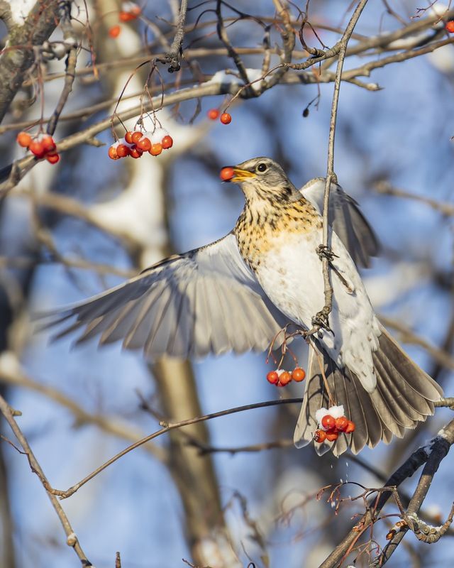 рябина, дрозд, рябинник, птицы Рябинникphoto preview