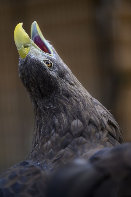 Вскормленный в неволе орлан пожилойphoto preview