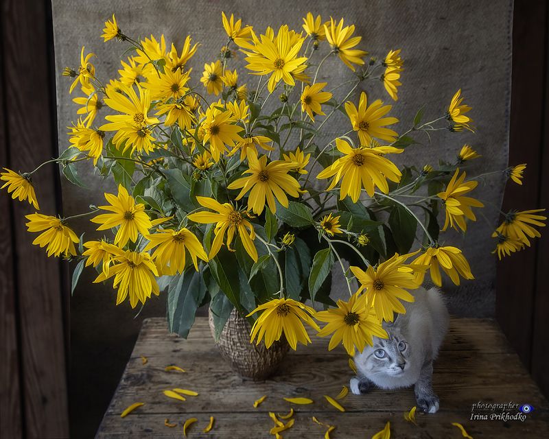 букет, цветы, деревенский стиль, котик, питомцы Игра \