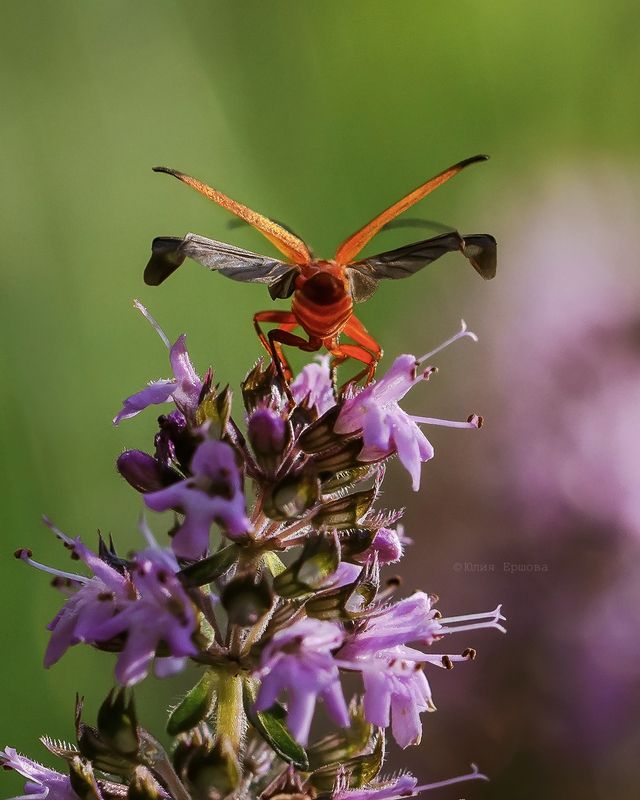 жук-пожарник, макро, macro В полётphoto preview