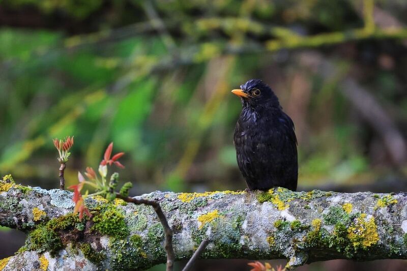 чёрный дрозд,дрозды, Чёрный дрозд..photo preview