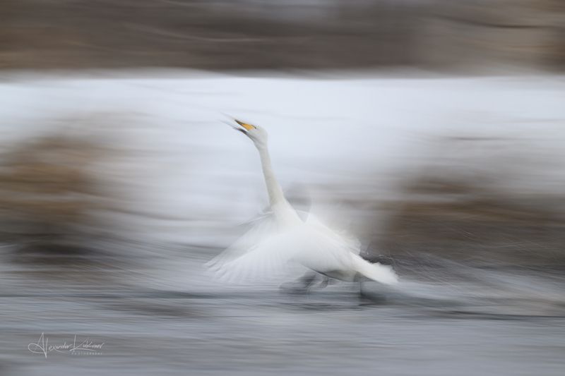 лебеди,утро,мороз,алтай Песнь весны... фото превью