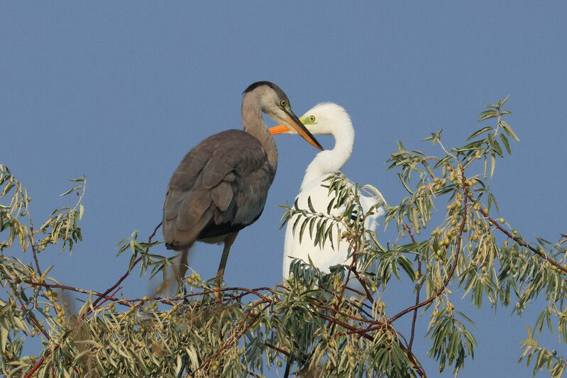 Инь-янь..photo preview