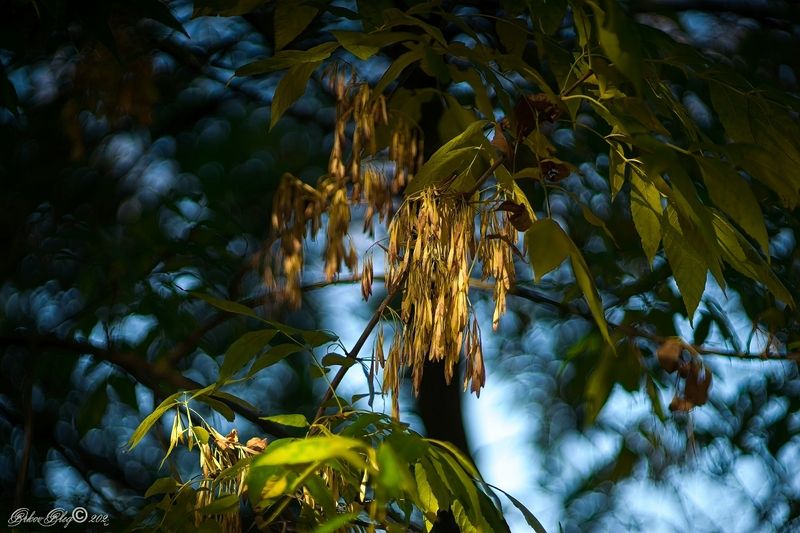 Ловец солнца...photo preview