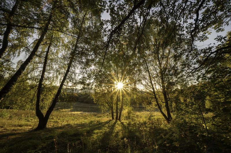 Москва, усадьба Строгановых в Братцево, закат Московская осеньphoto preview