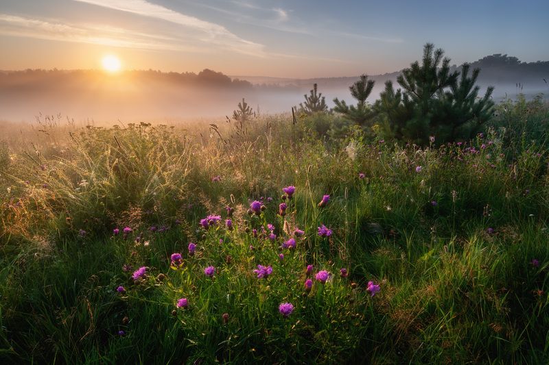 Калужские туманыphoto preview