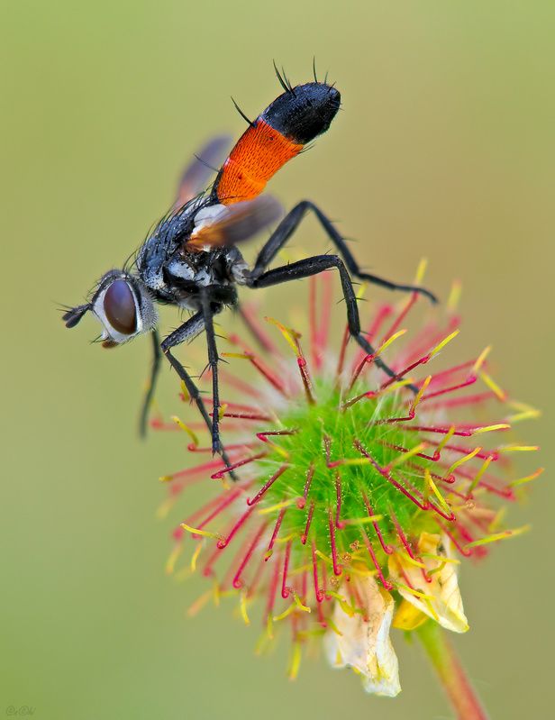 ежемуха цилиндромия гвоздичный корень #муха4photo preview