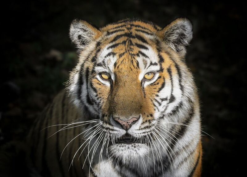 eyes of the tigerphoto preview