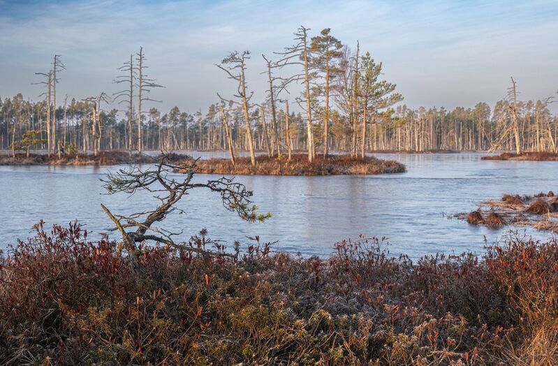 Утро на болотеphoto preview