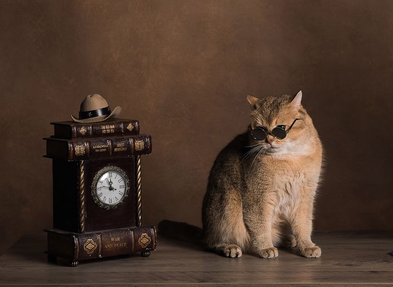 Кот Rufusphoto preview