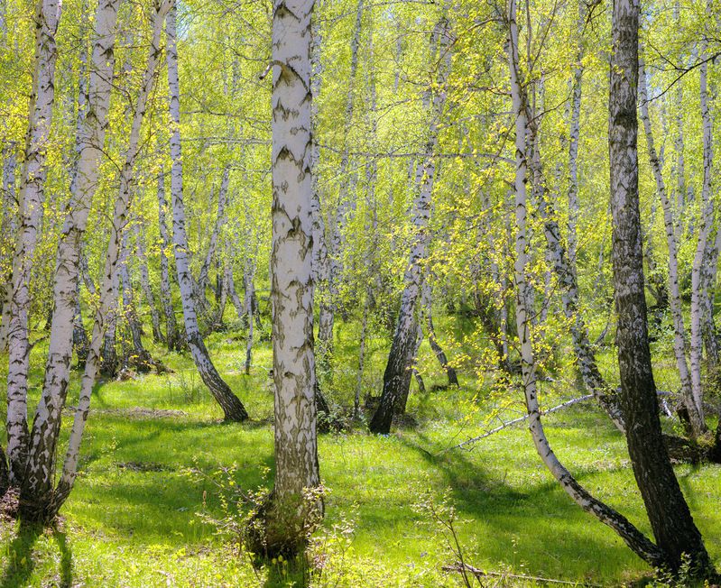 веснаphoto preview