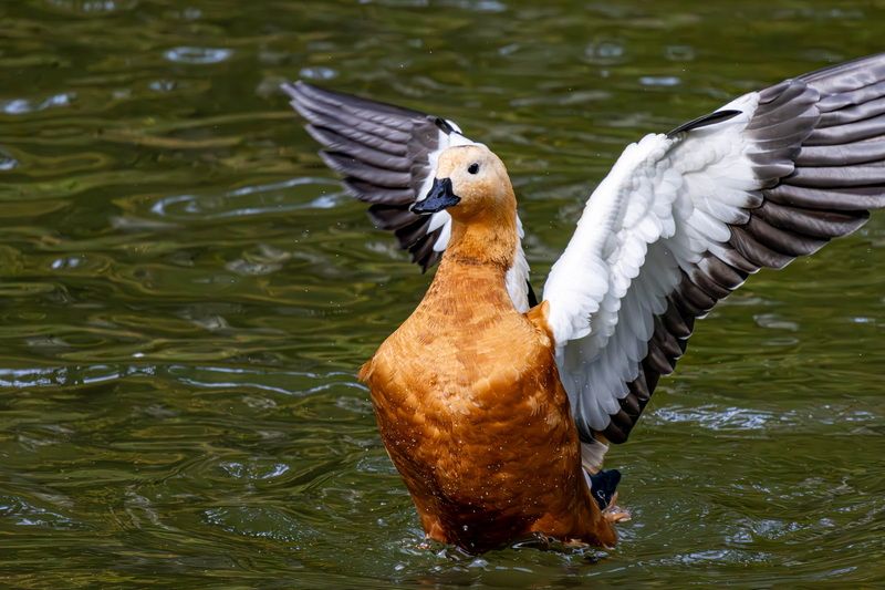 Во всей красе фото превью