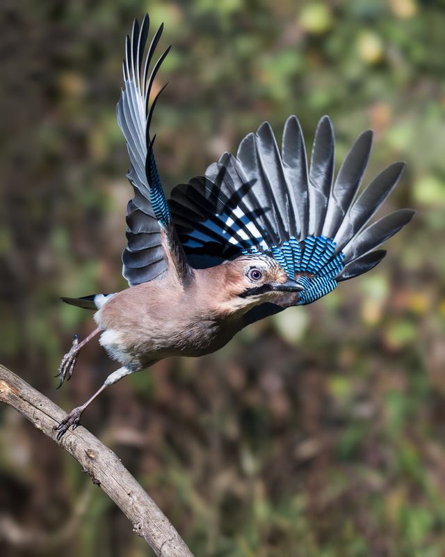 Обыкновенная сойка (Garrulus glandarius) photo preview