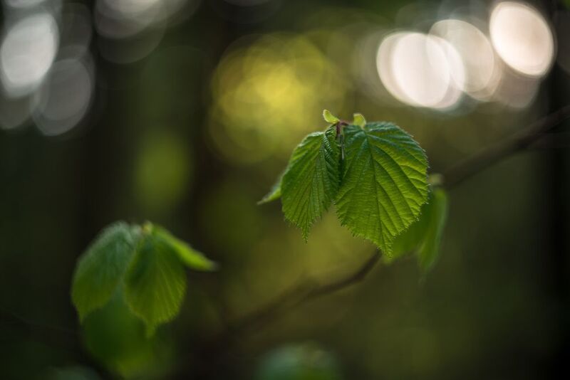 орешник, зелёный, май, весна, лес Весенние изумрудыphoto preview