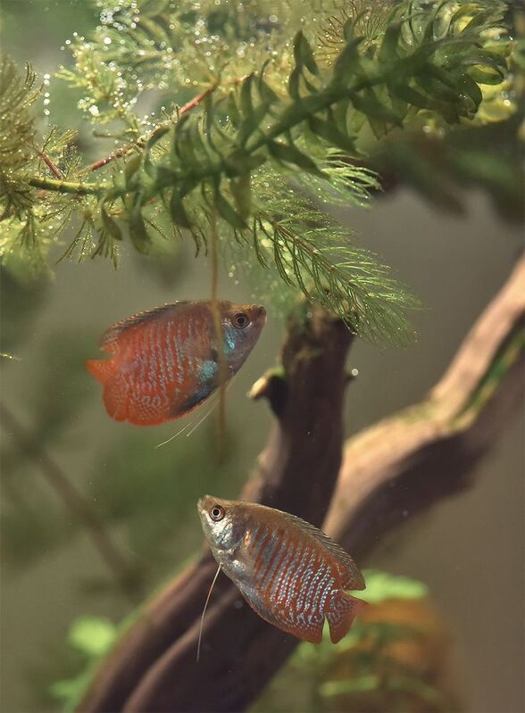 Лялиусыphoto preview