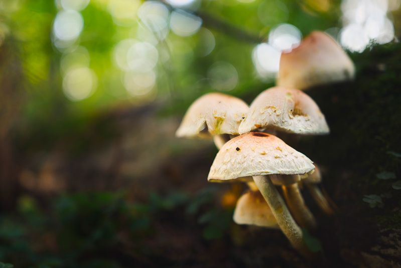 грибы, лес Грибыphoto preview