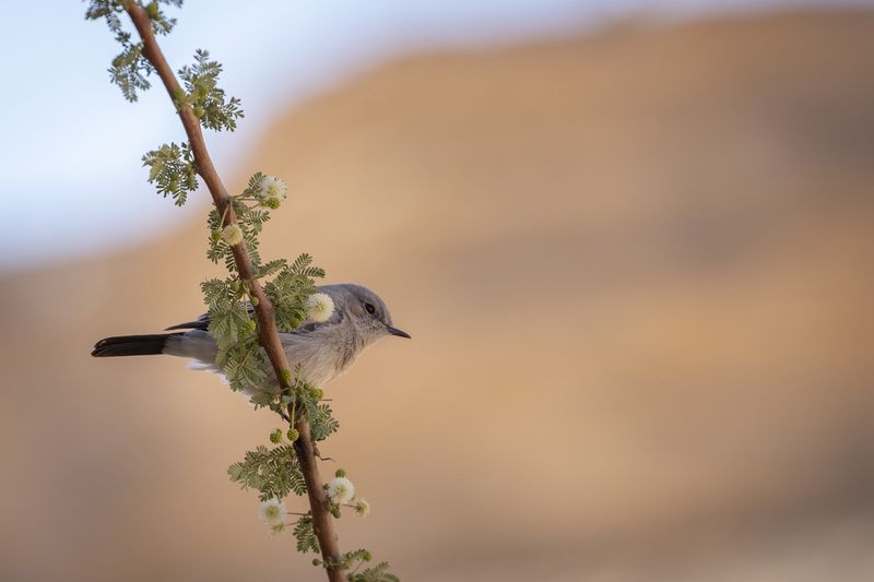 birds, animals, closeup, naeture  фото превью