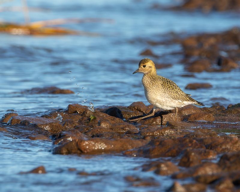 птички, фотоохота, золотистая ржанка Золотистая ржанкаphoto preview