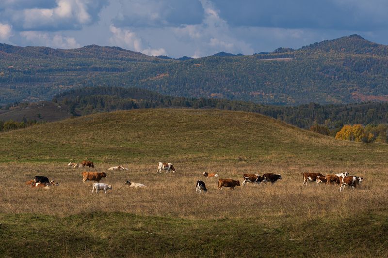 пейзаж, горы, башкирия, урал, россия, животные Горная симфония Башкирииphoto preview
