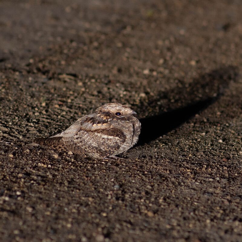 Козодой - мастер маскировкиphoto preview