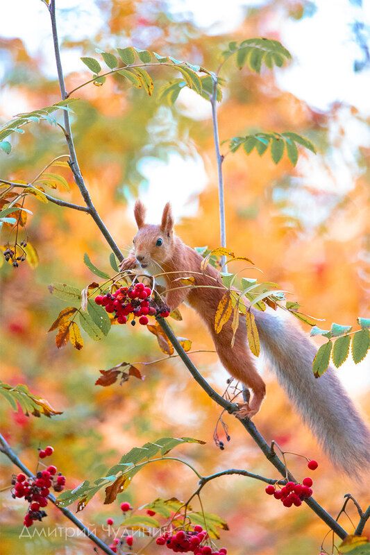 Любительница рябинкиphoto preview