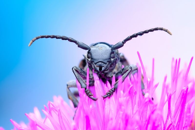 макро, насекомые, жук Усачphoto preview