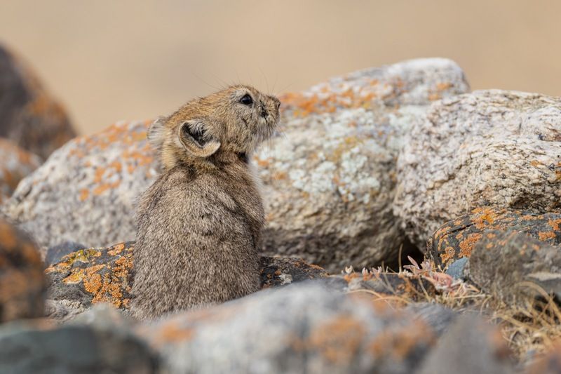 пищуха, алтай, сеноставка Трусишкаphoto preview