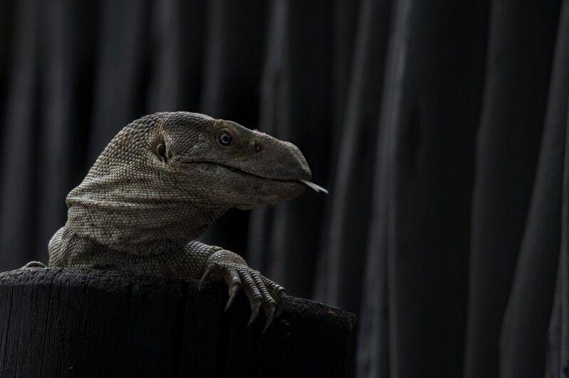 африка, рептилии, портрет Взглядphoto preview