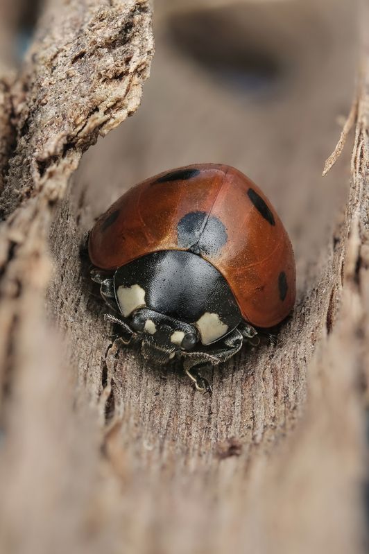 #макросъёмка #макромир #макрофото #макросъемканасекомых #макро_насекомые #мирнасекомых #насекомые #жуки #бабочки #энтомология #природа #фауна #красотаприроды #фото_насекомых #фотоприроды #природавокруг #увеличение #ультрамакро #интересныенасекомые #подпри Коровкаphoto preview