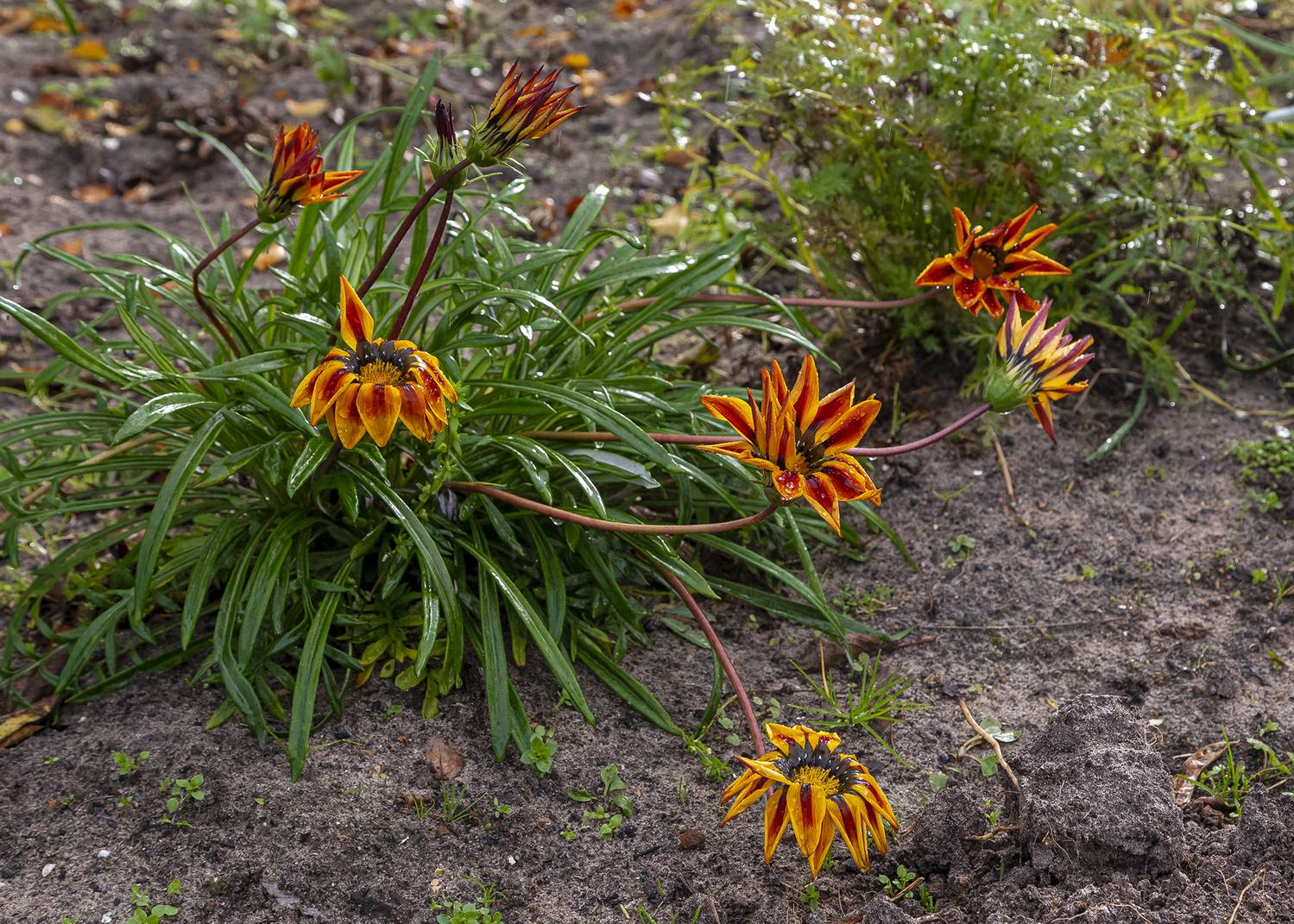 Последний танец. Автор: Анкудинов Леонид цветы, газания, дождь, холод,, Анкудинов Леонид