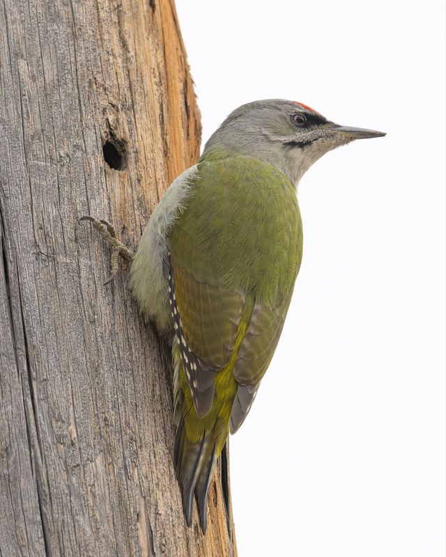 дятел, седой дятел, птицы, алтай Седой дятелphoto preview