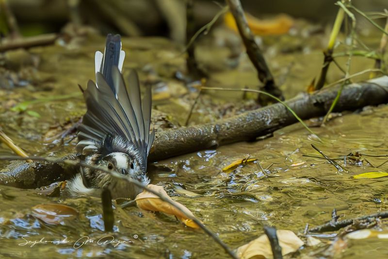 birds Nature | Wildlife Photography | Adventurephoto preview