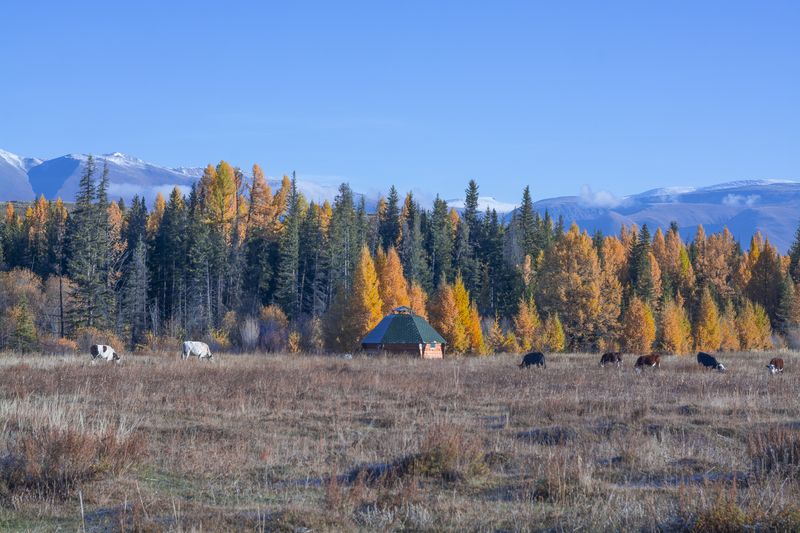 россия, горный алтай, осень, аил, коровы, пастораль, идиллия, утро Идиллияphoto preview