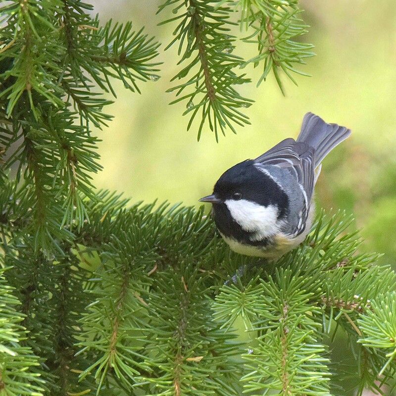 Московкаphoto preview