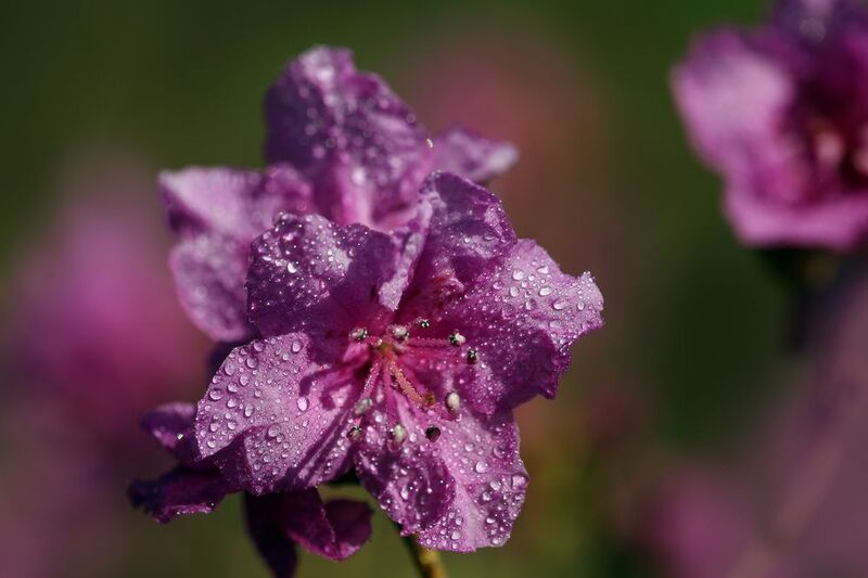 рододендронphoto preview