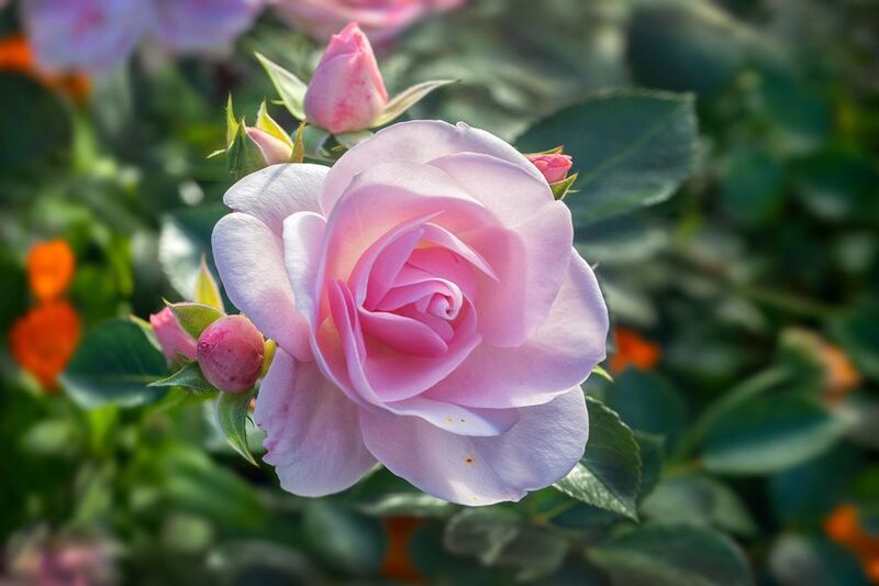 роза Гритингсphoto preview