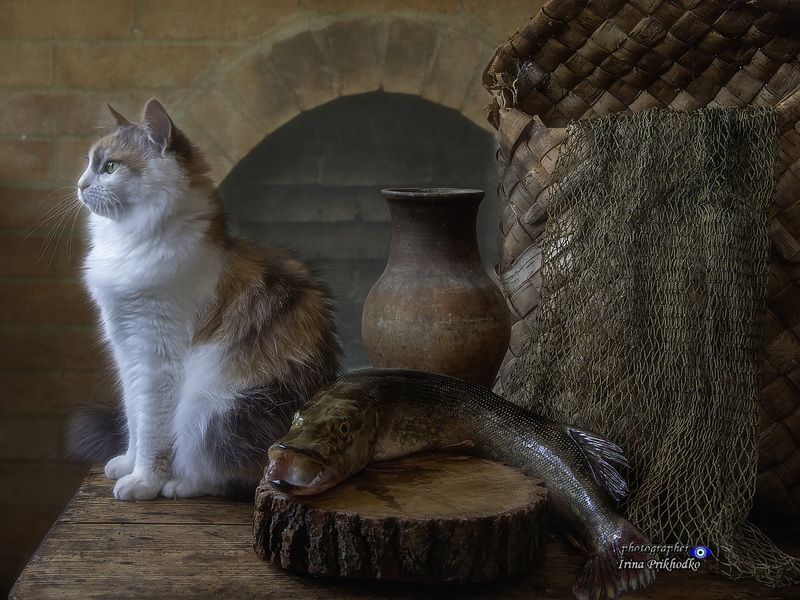 натюрморт, деревенский стиль, улов, щука, кошки, питомцы, домашние животные По щучьему велениюphoto preview