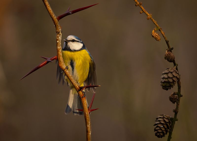 Titmouse фото превью