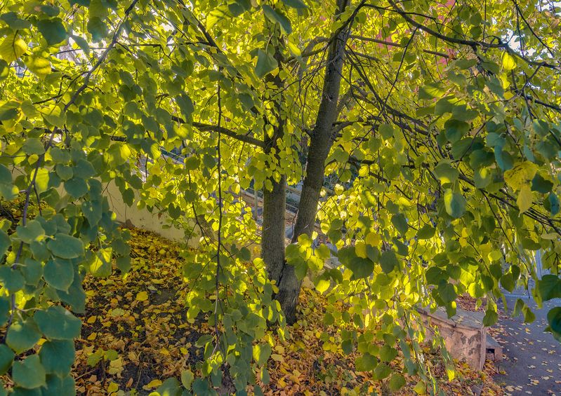 Осень 2025photo preview