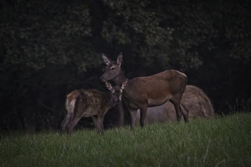 V podvečerphoto preview