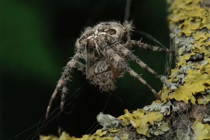 #макросъёмка #макромир #макрофото #макросъемканасекомых #макро_насекомые #мирнасекомых #насекомые #жуки #бабочки #энтомология #природа #фауна #красотаприроды #фото_насекомых #фотоприроды #природавокруг #увеличение #ультрамакро #интересныенасекомые #подпри Крестовикphoto preview