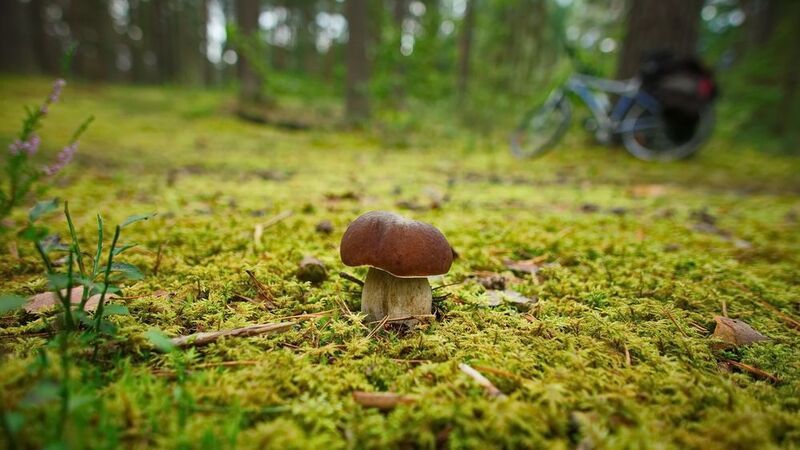 лес, бор, белый, гриб, велосипед, лётцы Тихая велоохотаphoto preview