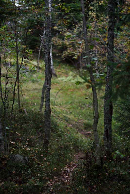 грибы тропы лес озера карелия чаща Тропами Карелииphoto preview