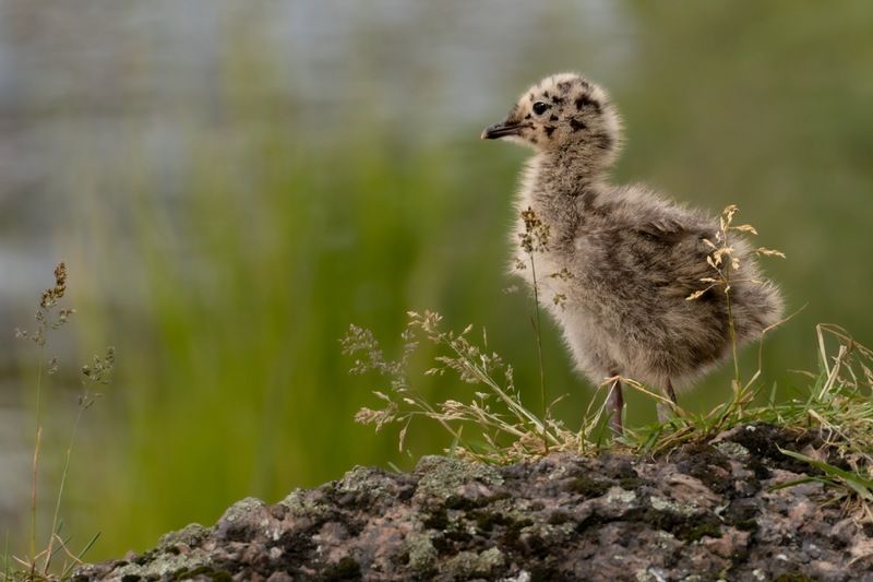 сизая чайка, птенец, чайка, птицы Сизый чайкенышphoto preview