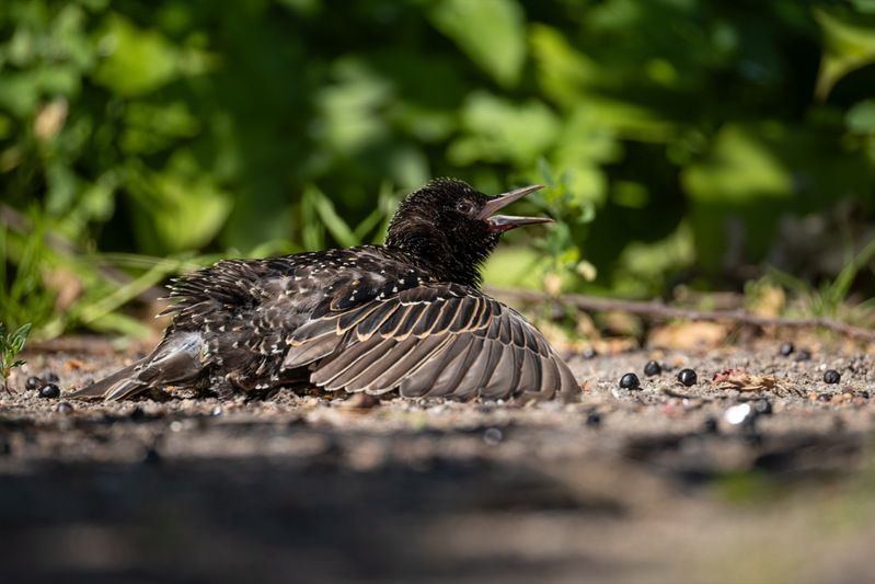 солнцевание, скворец, птицы Солнечные ванныphoto preview