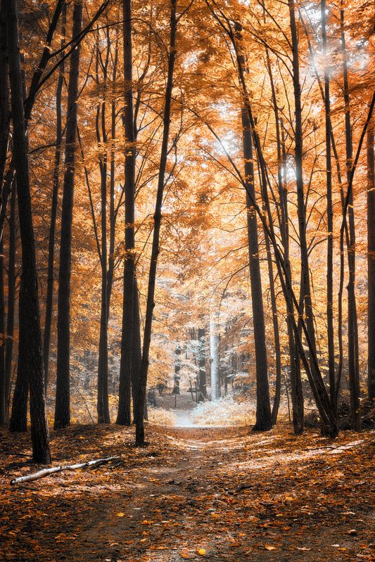 лес, деревья, листва, свет, осень В осеннем лесу фото превью