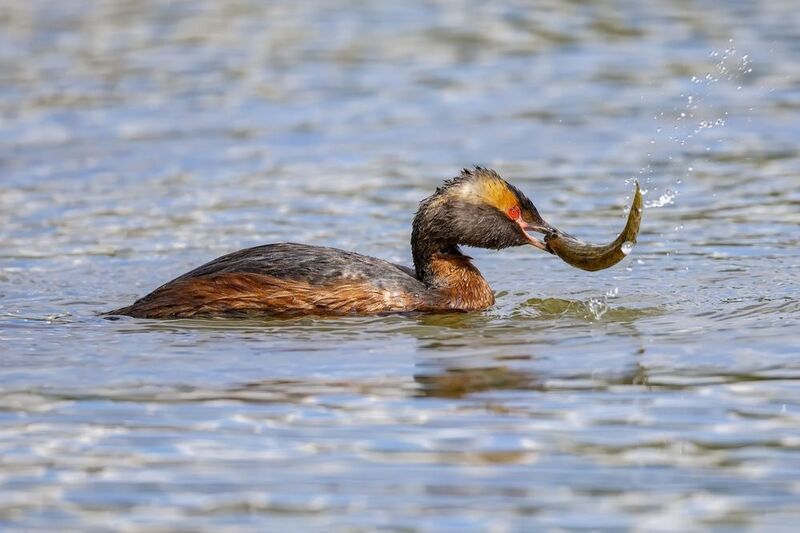 поганка, красношейная поганка, птицы, красная книга Удачный улов фото превью