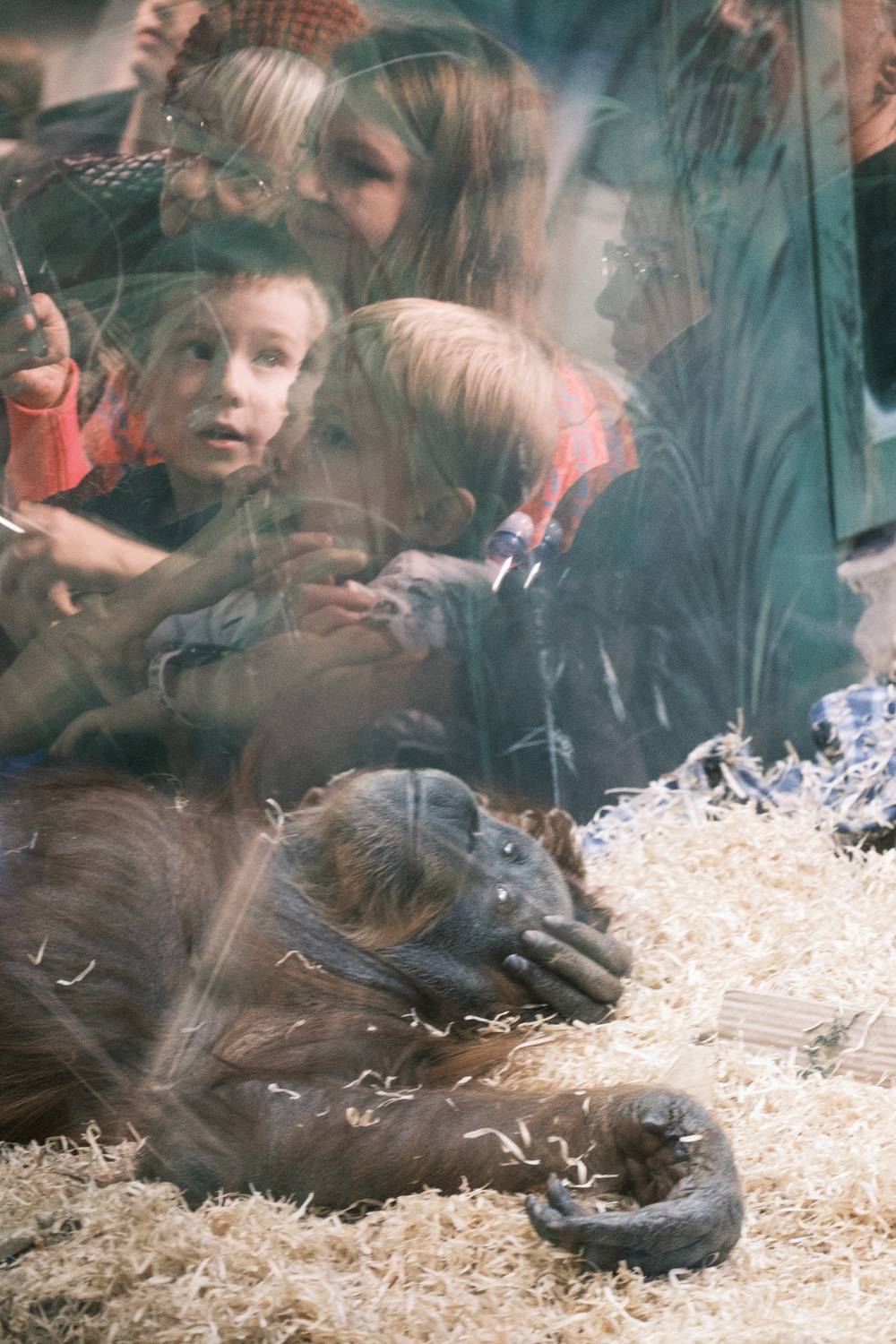 , Корж Владимир