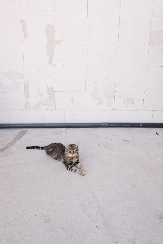 Коты  Котэ фото превью