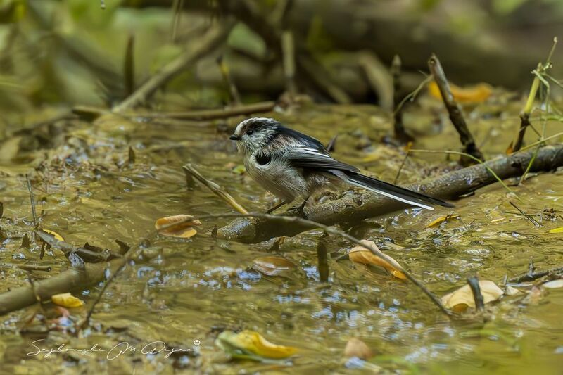 birds Nature | Wildlife Photography | Adventurephoto preview